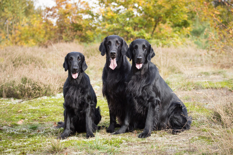 Flato Coated Retriever od Černé perly