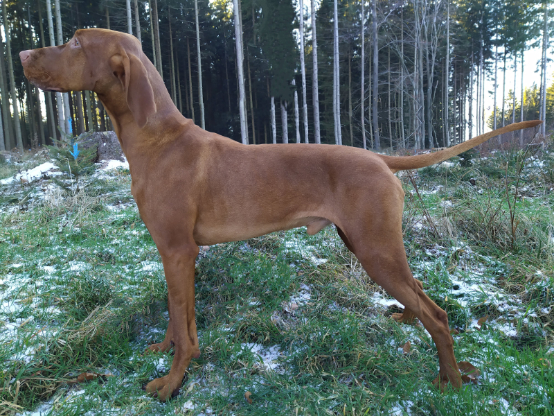 Brave Barney Rebel of Rusty Suzie