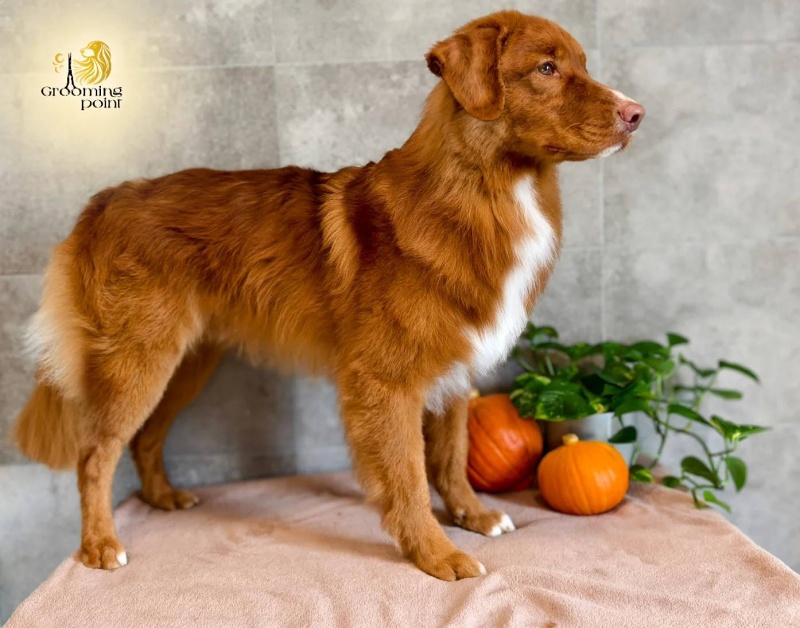 Psí salon jižní Čechy