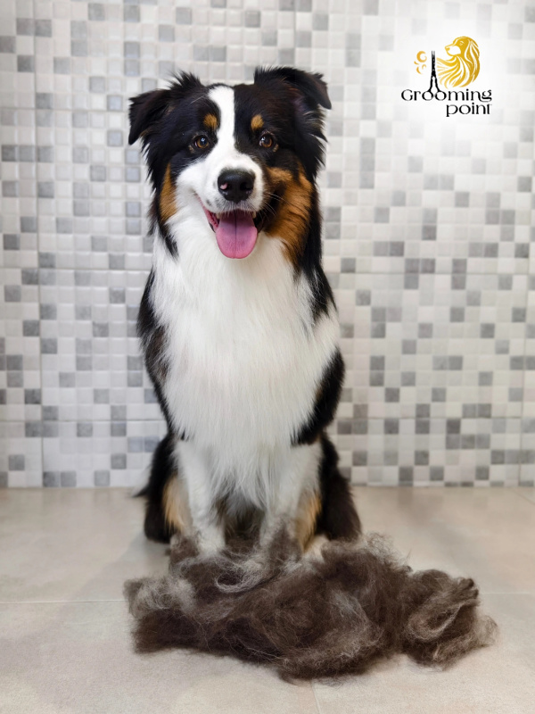 Psí salon jižní Čechy