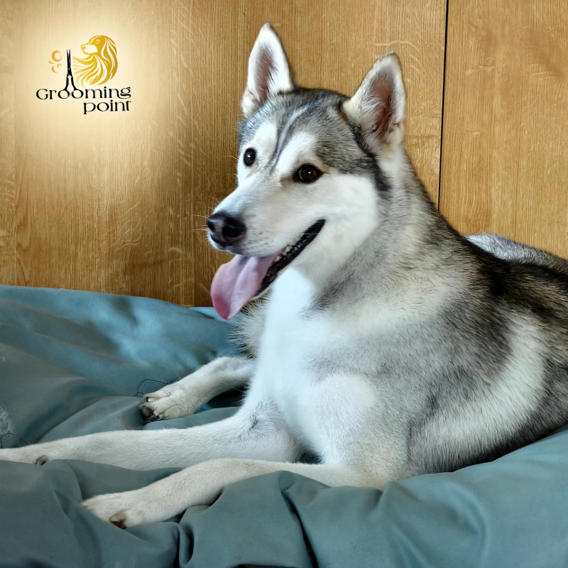 Psí salon jižní Čechy