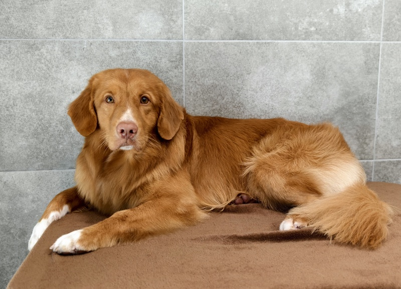 Psí salon jižní Čechy