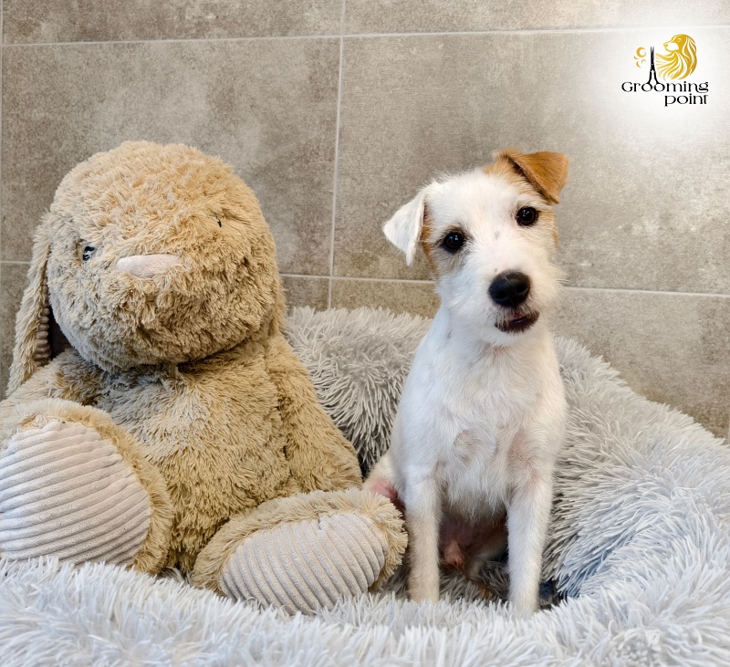 Psí salon jižní Čechy